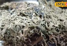 चमत्कारी औषधि….यूरिन इंफेक्शन-खुुजली से लेकर घाव तक के लिए है कारगर, जानें उपयोग