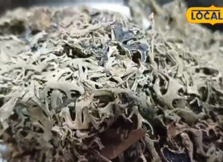 चमत्कारी औषधि….यूरिन इंफेक्शन-खुुजली से लेकर घाव तक के लिए है कारगर, जानें उपयोग