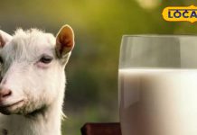 Dengue Fever : बकरी का दूध; डेंगू के इलाज में मददगार या जानलेवा मिथक? जानें एक्सपर्ट की राय