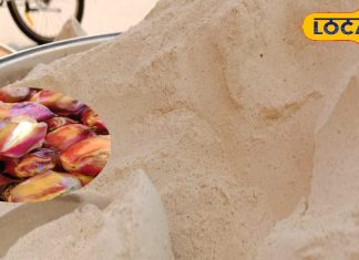 बड़ा पावरफुल है इस फल का आटा, वजन घटाने से लेकर हड्डियां मजबूत करने में लाभकारी, खास व्रत में होता है इस्तेमाल