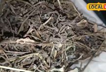 Baghpat News: जड़ी बूटियों का राजा है ये आयुर्वेदिक औषधि, बाल झड़ने और लीवर की समस्या झट से हो सकती है दूर