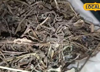 Baghpat News: जड़ी बूटियों का राजा है ये आयुर्वेदिक औषधि, बाल झड़ने और लीवर की समस्या झट से हो सकती है दूर