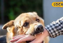 कुत्ता काटने पर अब बार-बार नहीं लगवाना होगा इंजेक्शन, दो डोज ही होंगे काफी