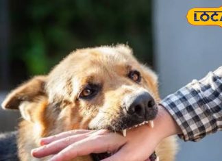 कुत्ता काटने पर अब बार-बार नहीं लगवाना होगा इंजेक्शन, दो डोज ही होंगे काफी