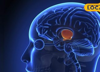 Health Tips : युवा क्यों हो रहे हैं ब्रेन स्ट्रोक के शिकार? क्या है इससे बचने का उपाय? डॉक्टर से जानिए सब