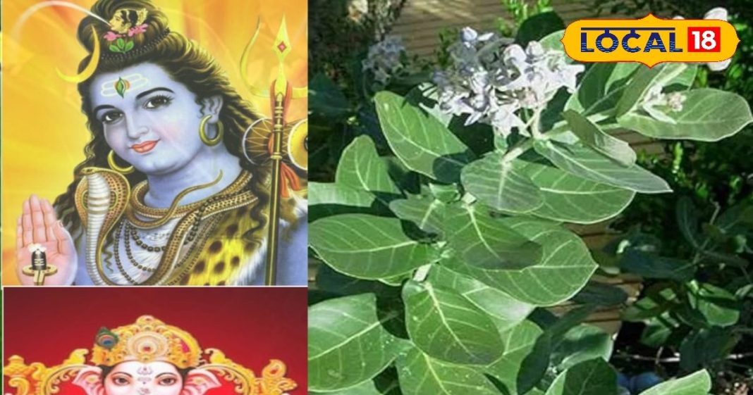 घर में बुरी शक्तियों से बचाता है ये पौधा! औषधीय गुणों की पूरी खान, जानिए फायदे