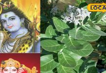घर में बुरी शक्तियों से बचाता है ये पौधा! औषधीय गुणों की पूरी खान, जानिए फायदे