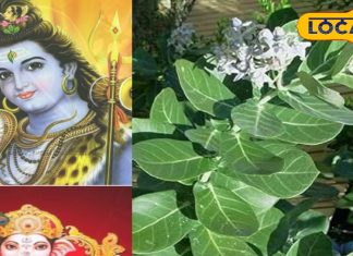 घर में बुरी शक्तियों से बचाता है ये पौधा! औषधीय गुणों की पूरी खान, जानिए फायदे
