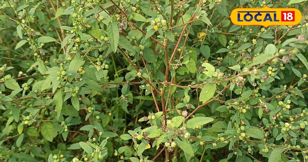 बूढ़े व्यक्तियों में भी स्फूर्ति ला देता है यह पौधा, विटामिन और मिनरल से भरपूर, ब्लड शुगर में भी कारगर