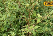 बूढ़े व्यक्तियों में भी स्फूर्ति ला देता है यह पौधा, विटामिन और मिनरल से भरपूर, ब्लड शुगर में भी कारगर