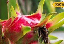 Jaipur News : डेंगू और मलेरिया के मरीजों के लिए फायदेमंद है ये विदेशी फल, कैक्टस प्रजाति का होता है इसका पौधा