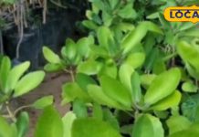 यहां छिपा है किडनी की पथरी का इलाज करने वाला जादुई पौधा, आपके आस-पास भी है मौजूद
