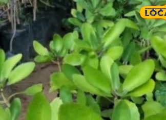 यहां छिपा है किडनी की पथरी का इलाज करने वाला जादुई पौधा, आपके आस-पास भी है मौजूद