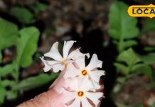 सफेद रंग का यह फूल करता है तिगड़म, डायबिटीज से लेकर मांसपेशियों तक, कई बीमारियों को कर देता है दूर!
