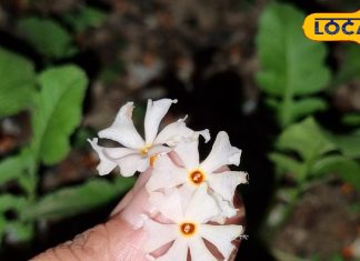 सफेद रंग का यह फूल करता है तिगड़म, डायबिटीज से लेकर मांसपेशियों तक, कई बीमारियों को कर देता है दूर!