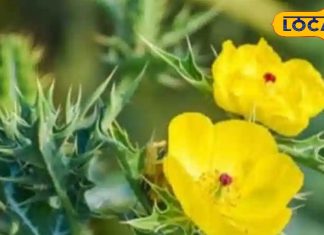 बंजर जमीन पर उगने वाला ये पौधा कई बीमारियों के लिए काल! शरीर में जमी गंदगी को करता है साफ