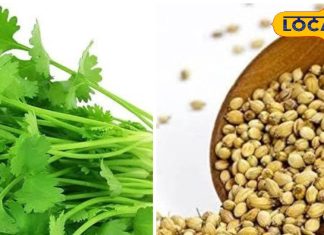 बीज नहीं, छोटा पैकेट बड़ा धमाका कहिए जनाब, वेट लॉस से डॉयबिटीज तक का करता है इलाज