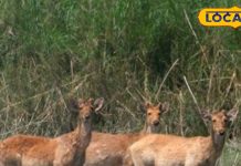 15 नवंबर से खुलेगा यूपी का सबसे बड़ा नेशनल पार्क, करें एक सींग वाला गैंडे का दीदार – Bharat.one हिंदी