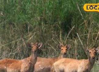 15 नवंबर से खुलेगा यूपी का सबसे बड़ा नेशनल पार्क, करें एक सींग वाला गैंडे का दीदार – Bharat.one हिंदी