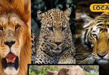 जयपुर में एक साथ लें लेपर्ड, लॉयन, टाइगर और एलीफैंट सफारी का आनंद, विदेशी पर्यटक भी आते हैं देखने