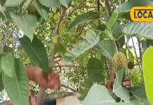 सेब, अनार नहीं ये फल है बीमारियों का काल, छूमंतर कर देता है पित्त की समस्या