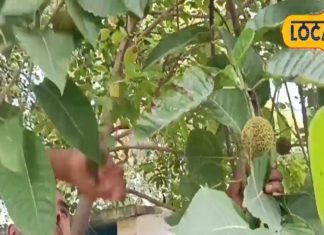 सेब, अनार नहीं ये फल है बीमारियों का काल, छूमंतर कर देता है पित्त की समस्या