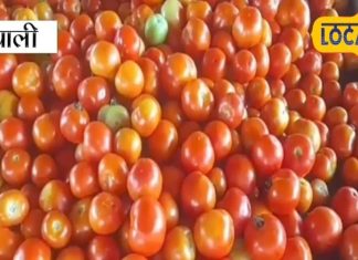 अब सेब को भी आंखे दिखा रहा टमाटर, सलाद की प्लेट से हो चुका गायब