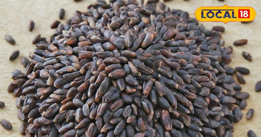 इस गेहूं को कहा जाता है काला सोना, हजारों दवाओं को देता है टक्कर! दिल को भी बनाए मजबूत