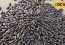 इस गेहूं को कहा जाता है काला सोना, हजारों दवाओं को देता है टक्कर! दिल को भी बनाए मजबूत