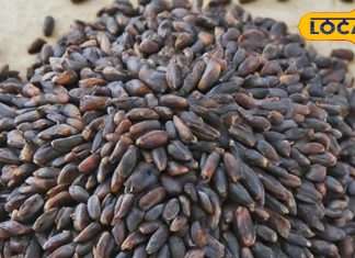 इस गेहूं को कहा जाता है काला सोना, हजारों दवाओं को देता है टक्कर! दिल को भी बनाए मजबूत