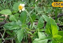 घमरा के फायदे: कटे-फटे और जलने के घावों के लिए आयुर्वेदिक औषधि, जानें इसके फायदे और इस्तेमाल