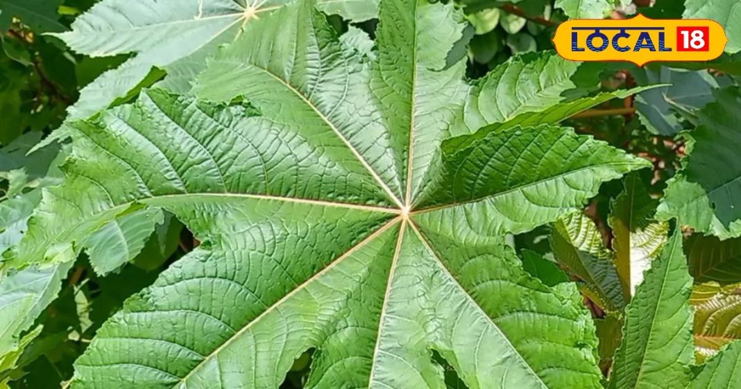 बहुत तिकड़म करता है इन बीजों से बना तेल, सूजन-दर्द को लगा देता है ठिकाने, लीवर के लिए भी फायदेमंद!