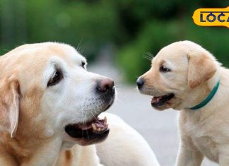 winter pet care tips to keep pets safe healthy this cold season sa