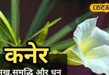 वास्तु दोष को मिटाता है ये पीले फूल वाला पौधा, आयुर्वेद के लिए वरदान! उतर जाता है सांप-बिच्छू का जहर