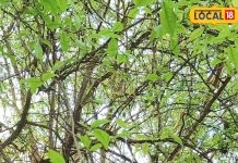 बेल पत्र में होते हैं चमत्कारी गुण, डायबिटीज और पेट की समस्याओं के लिए रामबाण, चिकित्सक से जानें उपयोग