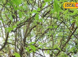 बेल पत्र में होते हैं चमत्कारी गुण, डायबिटीज और पेट की समस्याओं के लिए रामबाण, चिकित्सक से जानें उपयोग