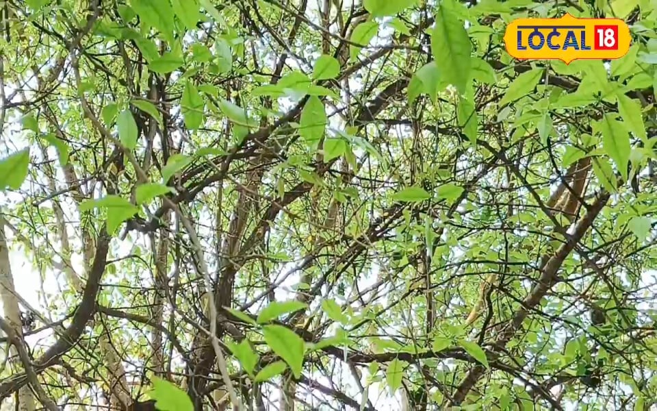 बेल पत्र में होते हैं चमत्कारी गुण, डायबिटीज और पेट की समस्याओं के लिए रामबाण, चिकित्सक से जानें उपयोग