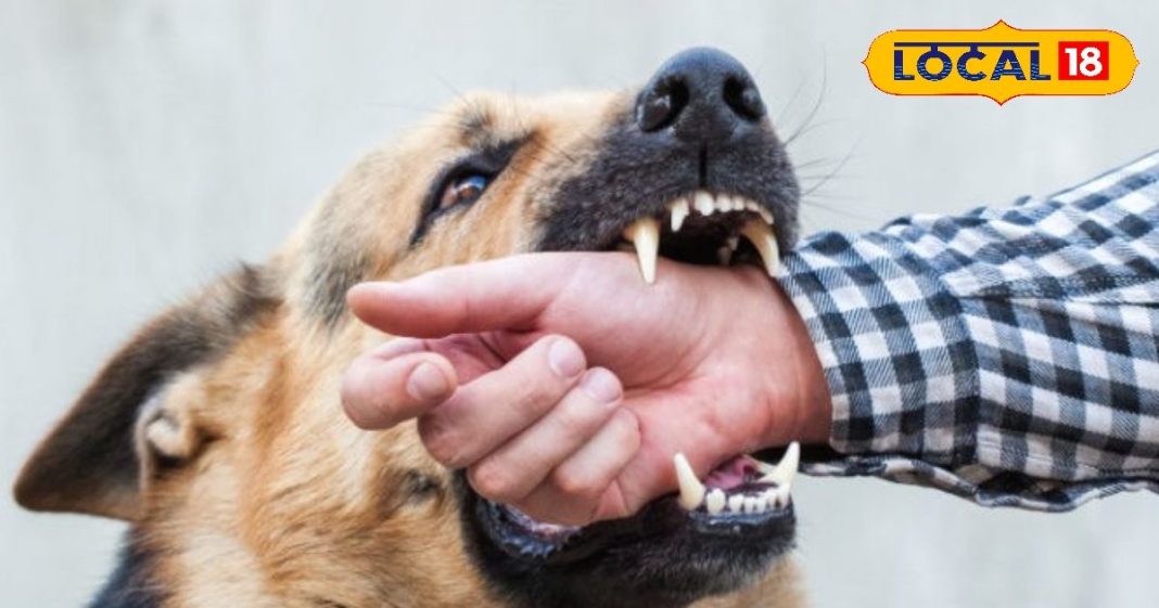 Dog Bite remedy: कुत्ते के काटने पर तुरंत करें ये काम, वरना हो सकता है बड़ा नुकसान, जानें एक्सपर्ट की राय