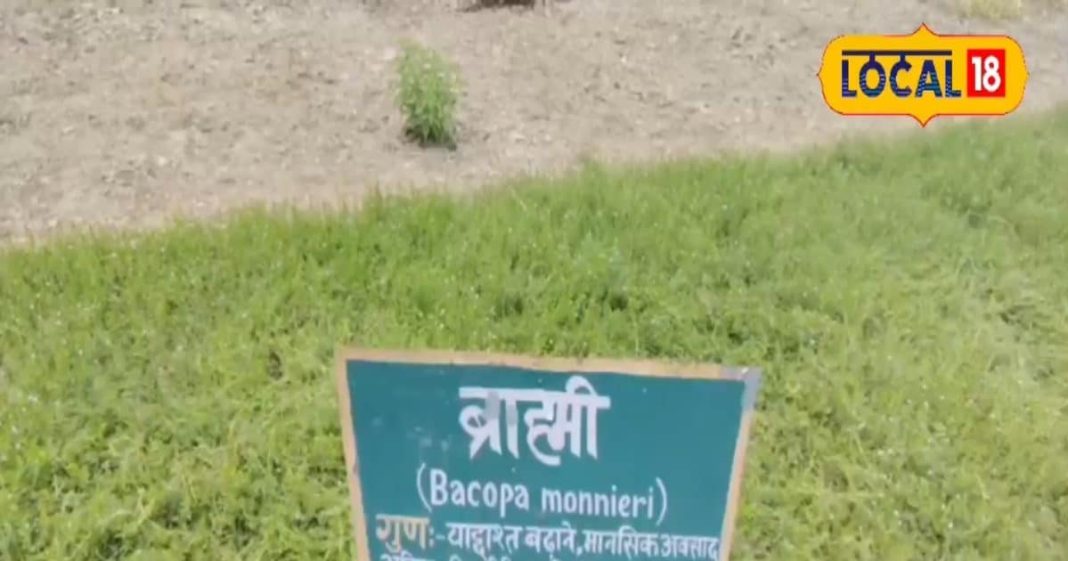 औषधीय गुणों की खान है ये पौधा, पढ़ाई करने वालों के लिए वरदान! जानें फायदे