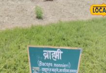 औषधीय गुणों की खान है ये पौधा, पढ़ाई करने वालों के लिए वरदान! जानें फायदे