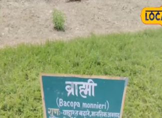 औषधीय गुणों की खान है ये पौधा, पढ़ाई करने वालों के लिए वरदान! जानें फायदे