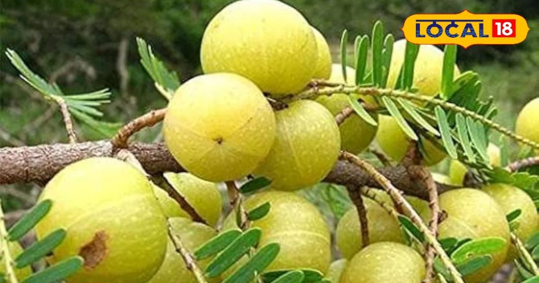 आयुर्वेद का राजा है यह फल, आंखों से उतार देगा चश्मा, वजन को कम करने में कारगर, जानें इसके फायदे