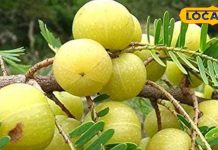 आयुर्वेद का राजा है यह फल, आंखों से उतार देगा चश्मा, वजन को कम करने में कारगर, जानें इसके फायदे