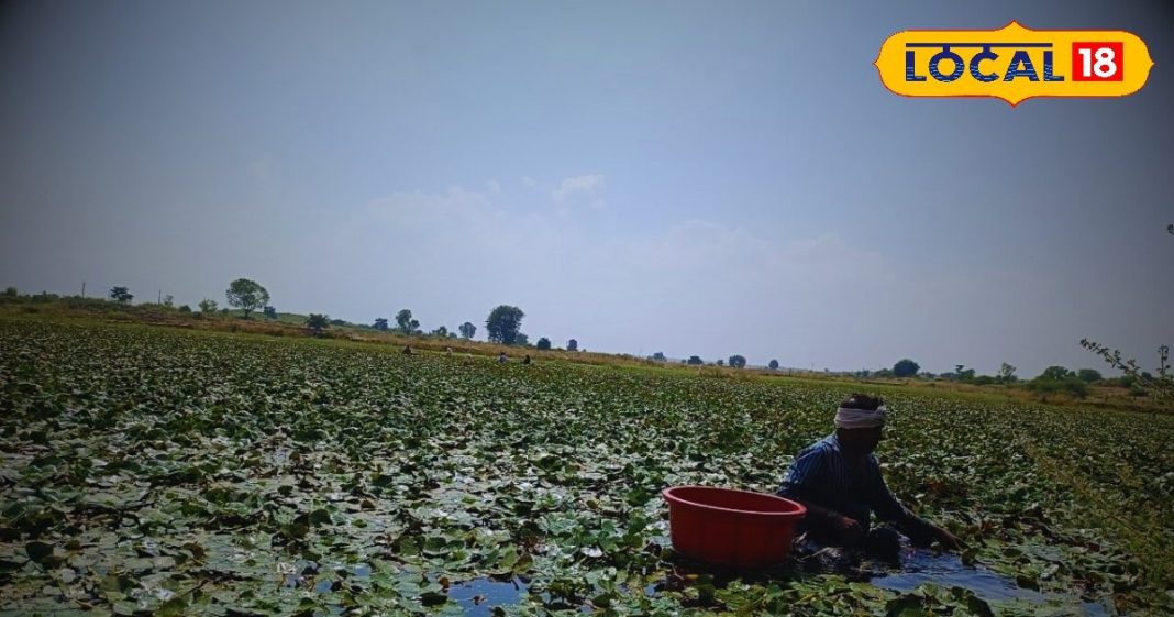 मात्र 3 महीने बाजार में मिलता है ये पानी वाला फल, लोगों को रहता है इंतजार