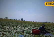 मात्र 3 महीने बाजार में मिलता है ये पानी वाला फल, लोगों को रहता है इंतजार