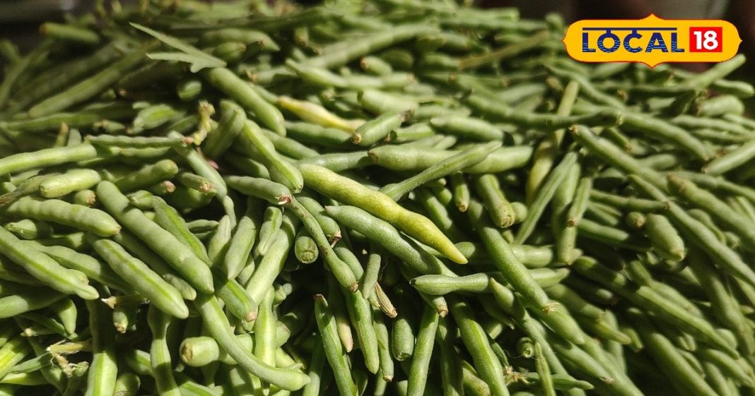 Bikaner News : राजस्थान की इस देशी सब्जी में है कई पोषक तत्व, कब्ज की समस्या होती है दूर