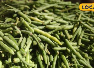 Bikaner News : राजस्थान की इस देशी सब्जी में है कई पोषक तत्व, कब्ज की समस्या होती है दूर