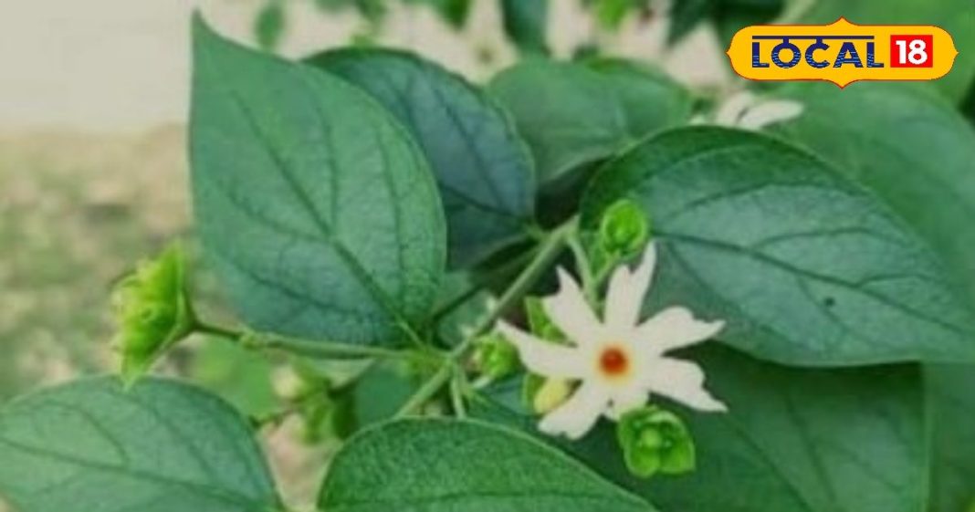 जालौर की नर्सरी से ढाई लाख लोगों ने खरीदा ये पौधा, शानदार महक के साथ हेल्थ बेनिफिट भी हैं जबरदस्त