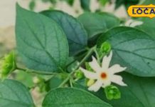 जालौर की नर्सरी से ढाई लाख लोगों ने खरीदा ये पौधा, शानदार महक के साथ हेल्थ बेनिफिट भी हैं जबरदस्त