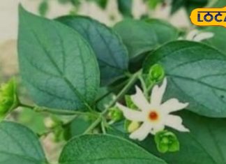 जालौर की नर्सरी से ढाई लाख लोगों ने खरीदा ये पौधा, शानदार महक के साथ हेल्थ बेनिफिट भी हैं जबरदस्त